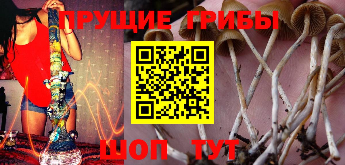 Галлюциногенные грибы Psilocybe Батайск